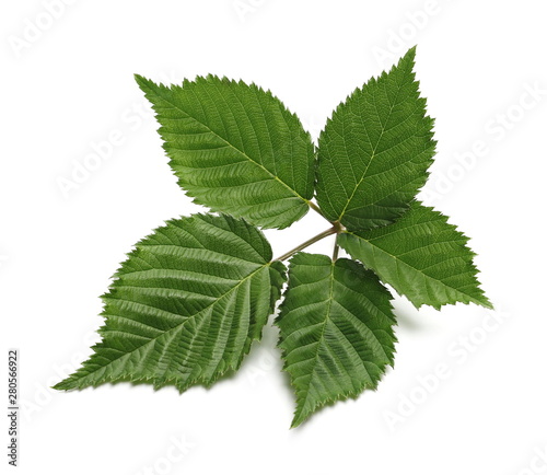 Blackberry leaves, foliage isolated on white background