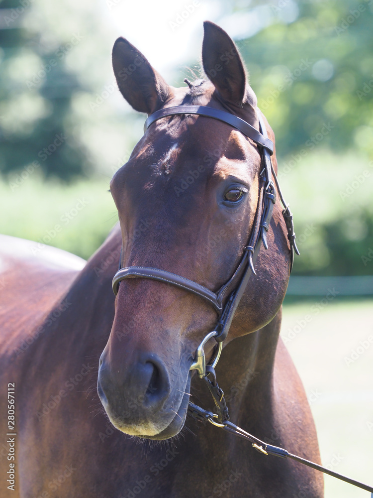 Obraz premium Bay Horse Head Shot
