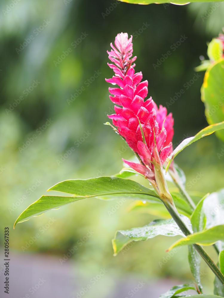 Red Ginger flower, Alpinia purpurata name, According to the top of the petiole Is a bouquet of leaves decorated with a clasp of flowers stacked alternately up to resemble fish scales Red Ginger flower, Alpinia purpurata name, According to the top of the petiole Is a bouquet of leaves decorated with a clasp of flowers stacked alternately up to resemble fish scales