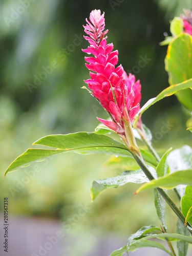 Red Ginger flower, Alpinia purpurata name, According to the top of the petiole Is a bouquet of leaves decorated with a clasp of flowers stacked alternately up to resemble fish scales