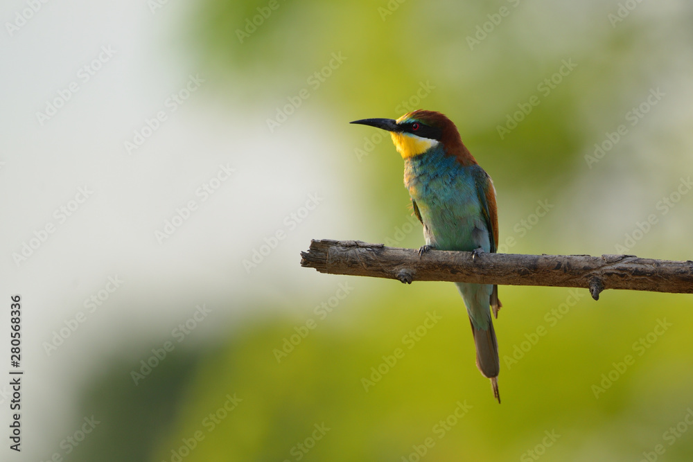 European bee-eater (Merops apiaster) in natural habitat European bee-eater (Merops apiaster) in natural habitat