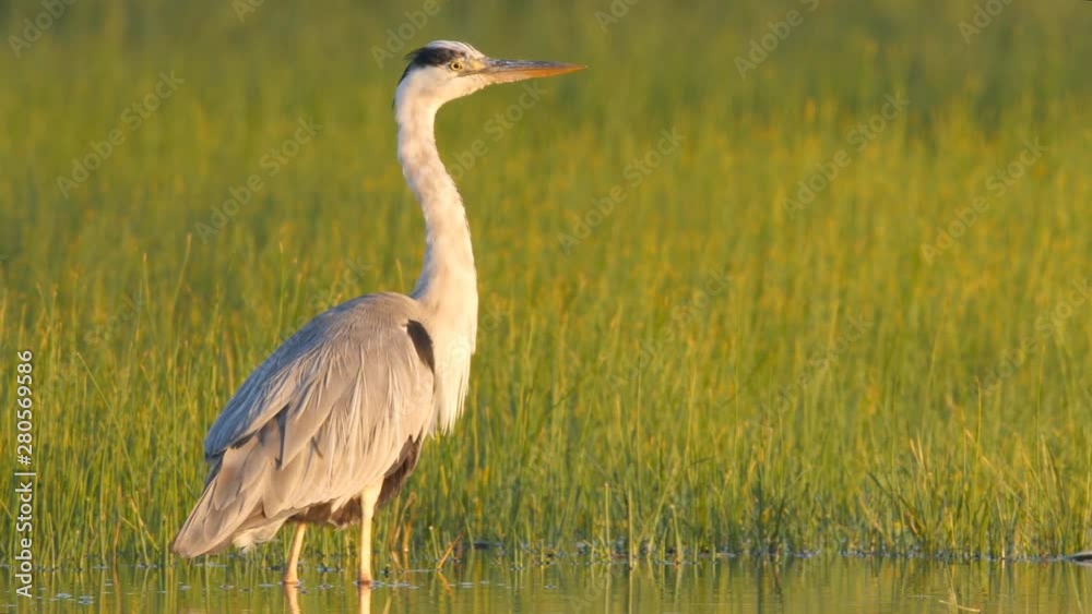 Grey heron, Ardea cinerea, standing in shallows in morning light Grey heron, Ardea cinerea, standing in shallows in morning light