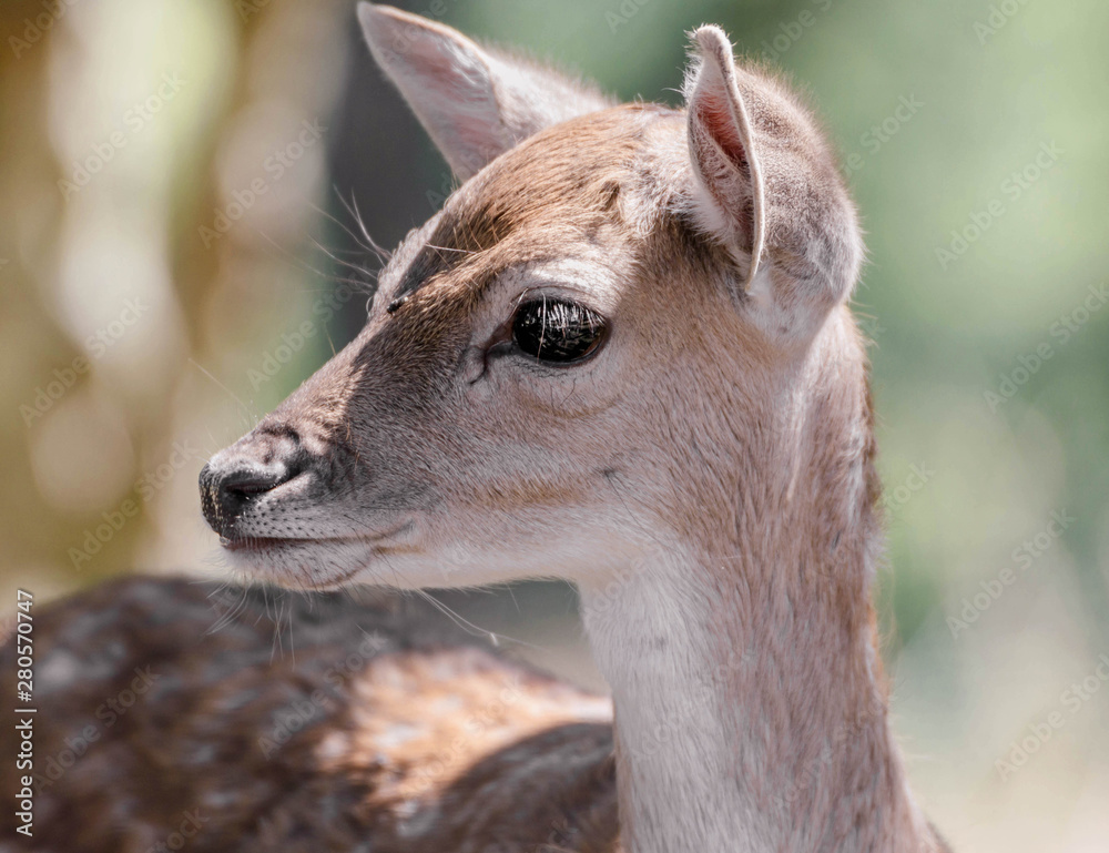 junges Reh in einem Wildpark junges Reh in einem Wildpark