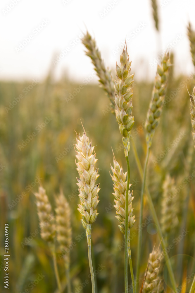 Green wheat spikelets in the field at sunset, sunlight. Organic food, agriculture. Copy space, close-up.