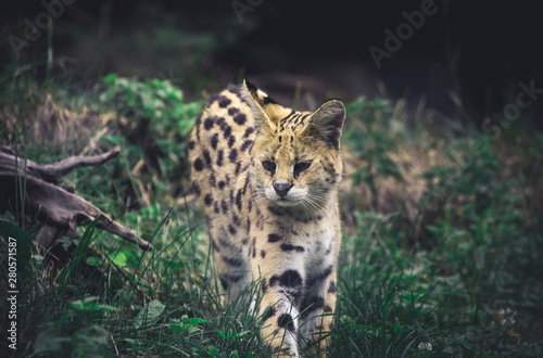 Serval Wild Cat walking in the grass photo