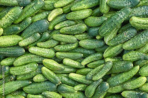 many fresh green small cucumbers texture