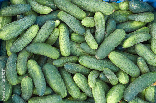 many fresh green small cucumbers texture