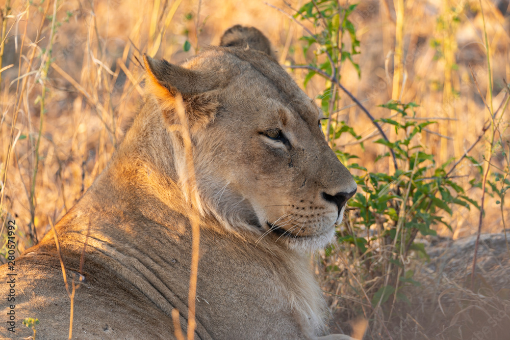 portrait of a african lion sitting in the gras in chobe national park, beautiful sunlight portrait of a african lion sitting in the gras in chobe national park, beautiful sunlight