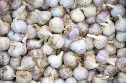 many garlic bulbs texture new crop