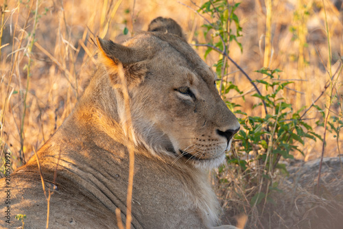 portrait of a african lion sitting in the gras in chobe national park  beautiful sunlight