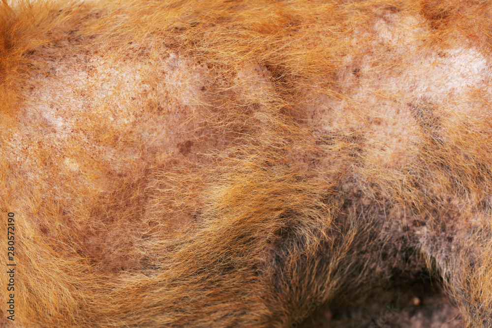 the disease on dirty stray dog get sick skin dermatitis contracted