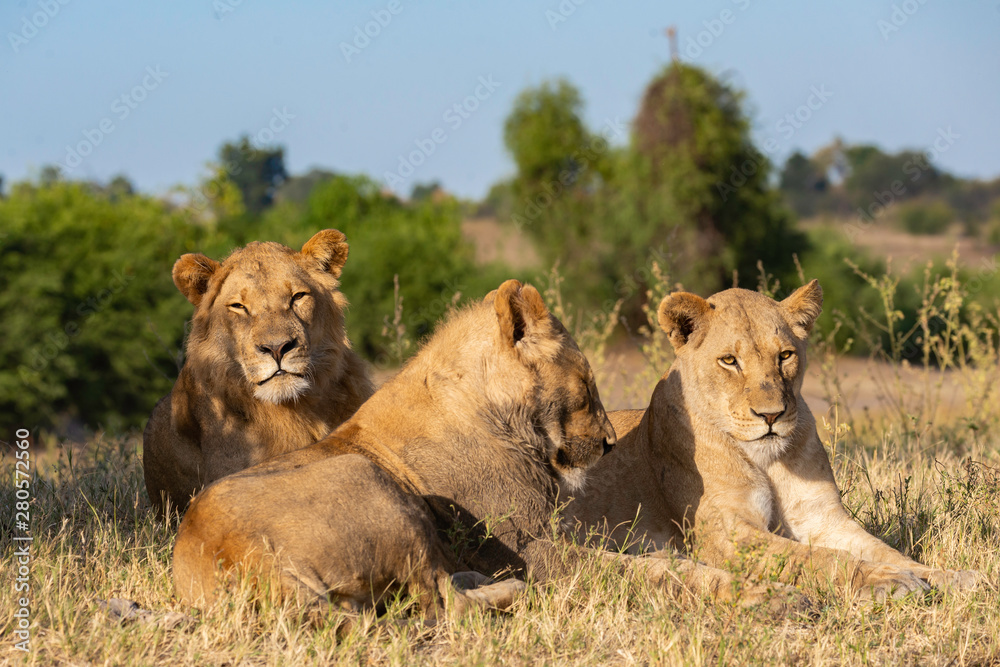 portrait of a african lion sitting in the gras in chobe national park, beautiful sunlight portrait of a african lion sitting in the gras in chobe national park, beautiful sunlight