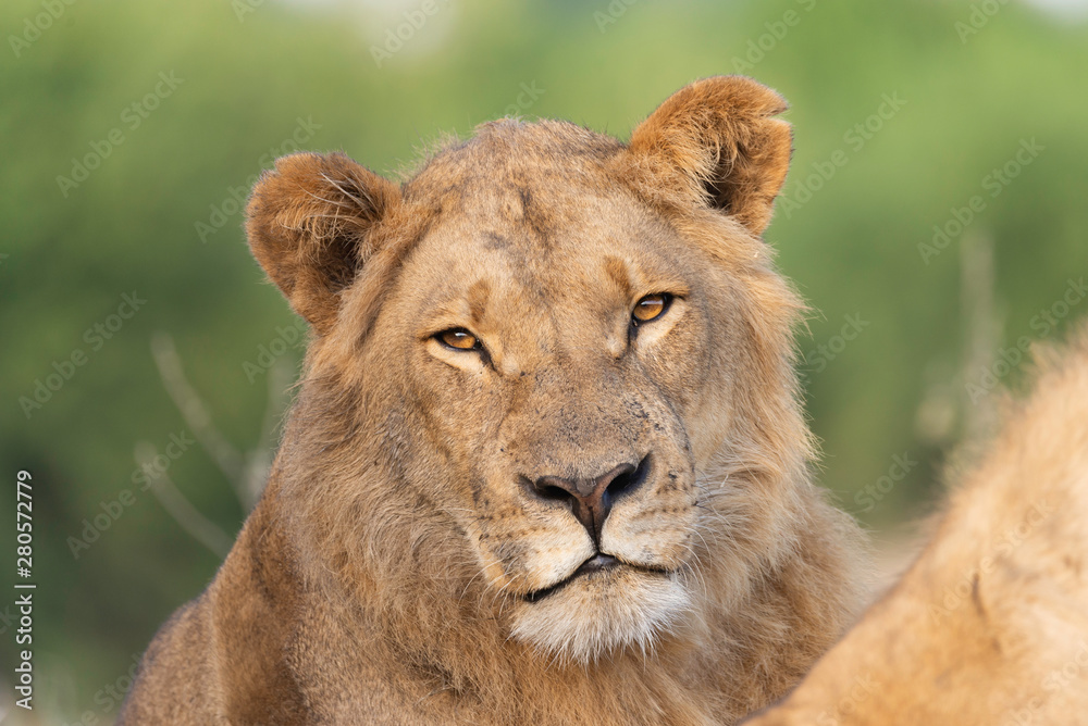 portrait of a african lion sitting in the gras in chobe national park, beautiful sunlight portrait of a african lion sitting in the gras in chobe national park, beautiful sunlight