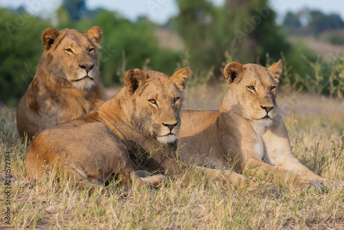 portrait of a african lion sitting in the gras in chobe national park, beautiful sunlight