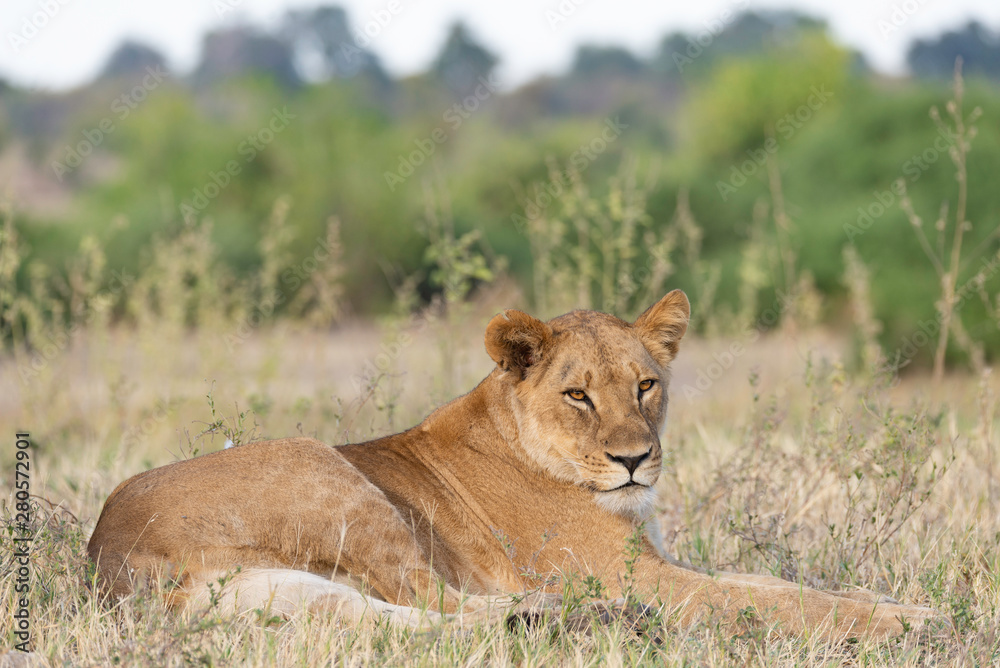 portrait of a african lion sitting in the gras in chobe national park, beautiful sunlight portrait of a african lion sitting in the gras in chobe national park, beautiful sunlight