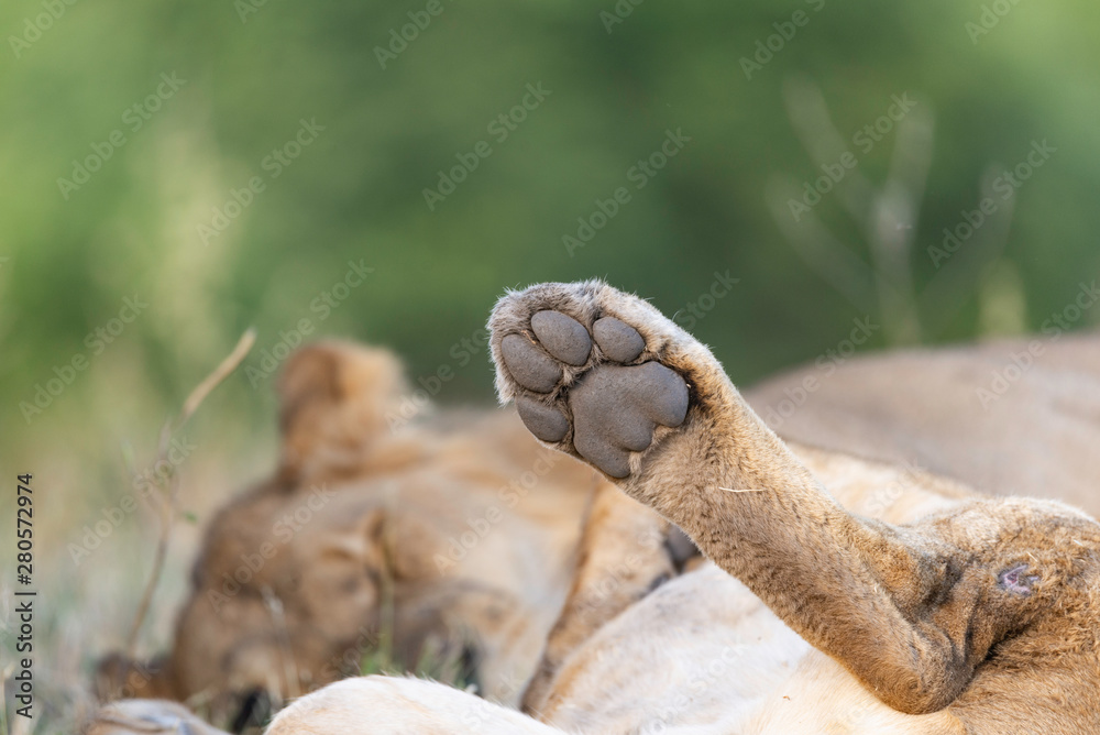 picture of a lion's paw in africa, closeup, details picture of a lion's paw in africa, closeup, details