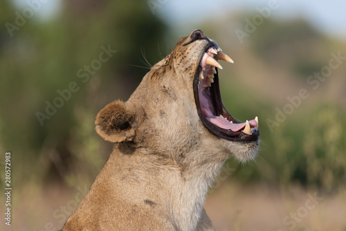 portrait of a female lion in africa, feeling tired photo