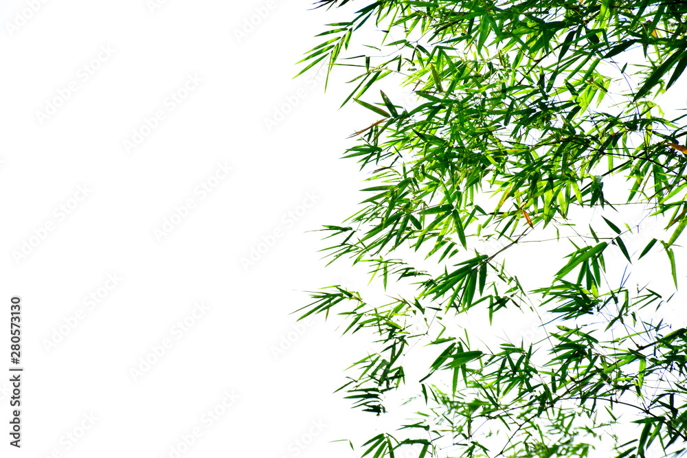 Branch of bamboo leaves isolated on white background Branch of bamboo leaves isolated on white background
