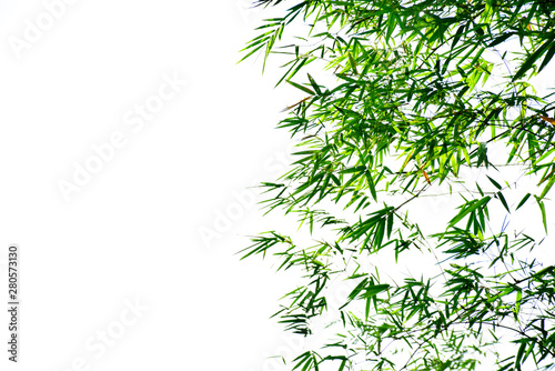 Branch of bamboo leaves isolated on white background