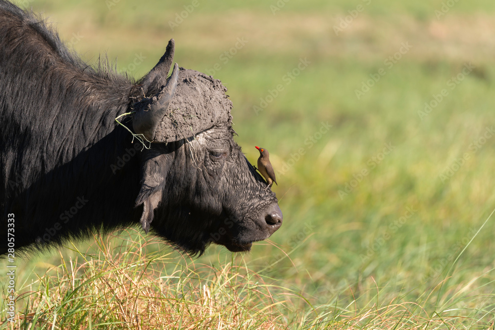 portrait of a african buffalo with a bird on his nose grazing in chobe national park portrait of a african buffalo with a bird on his nose grazing in chobe national park