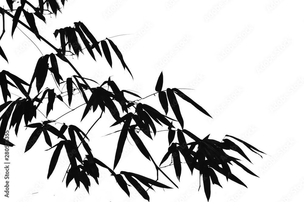 Obraz premium Branch of bamboo leaves isolated on white background