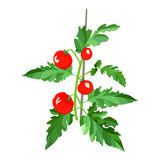 Bush tomato. Plants for the farm and garden. Vector illustration.