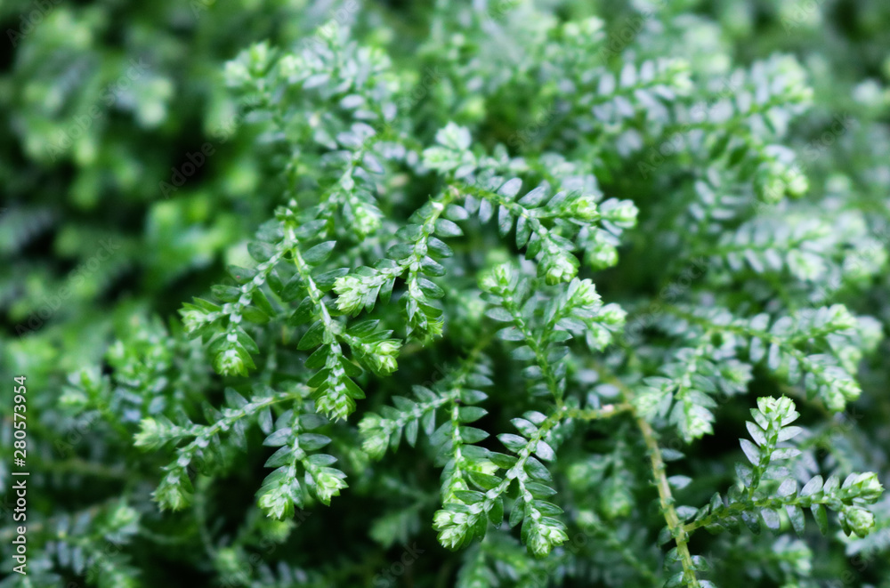 Foliage texture of dark green Krauss' spikemoss, also called African clubmoss Foliage texture of dark green Krauss' spikemoss, also called African clubmoss
