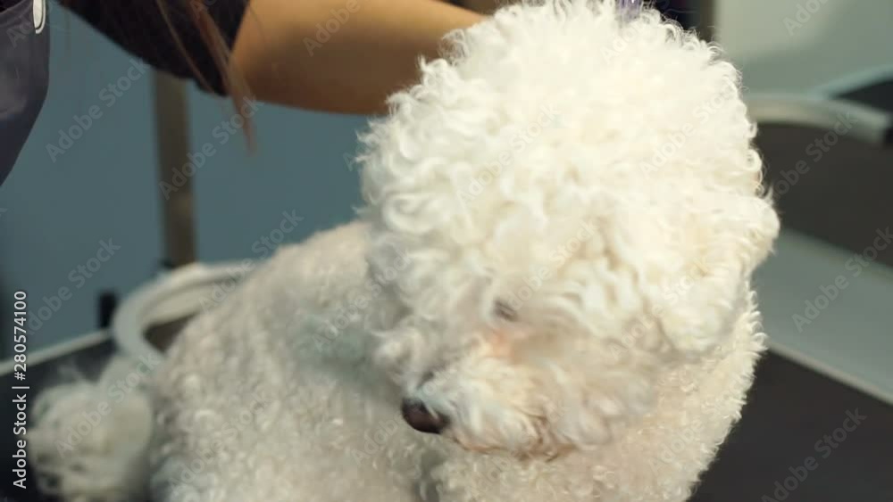 Close-up of dog Bichon Frise in a dog grooming shop. Hairdresser combs her dog at the clinic. Cute white fluffy dog stuck out his tongue. Close-up of dog Bichon Frise in a dog grooming shop. Hairdresser combs her dog at the clinic. Cute white fluffy dog stuck out his tongue.