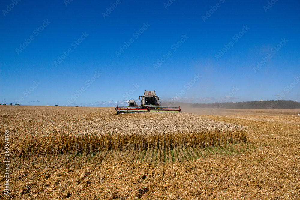 Fototapeta premium Harvesting wheat in a field. Grain-filled golden ear