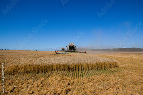 Harvesting wheat in a field. Grain-filled golden ear