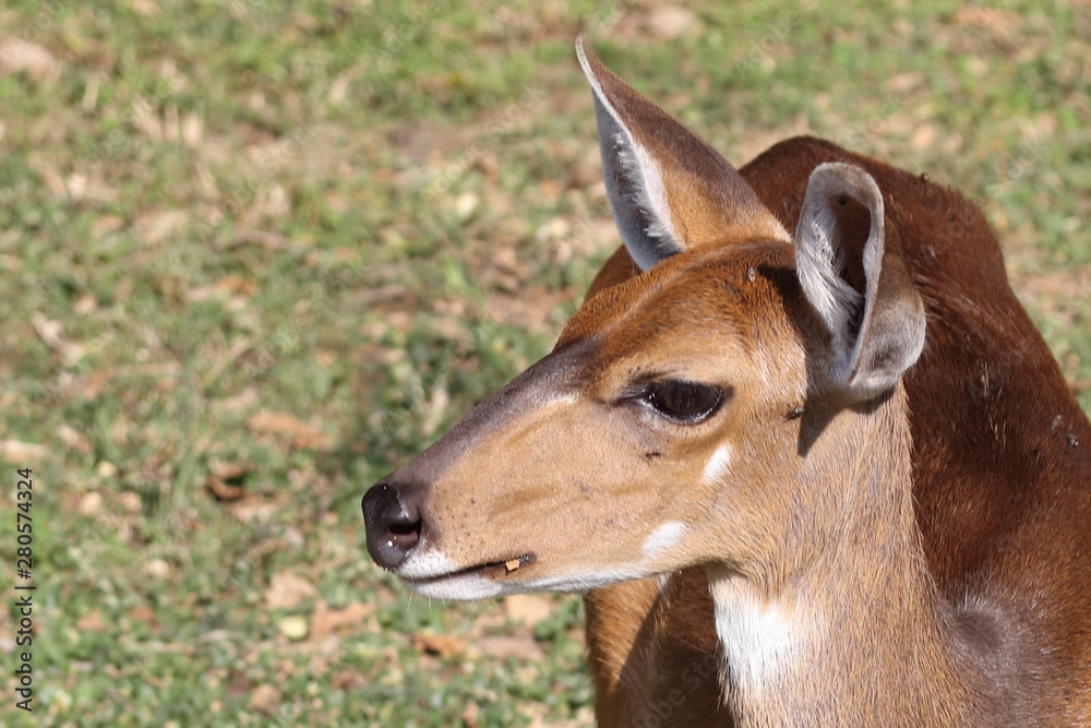 Fototapeta premium Buschbock / Bushbuck / Tregelaphus scriptus