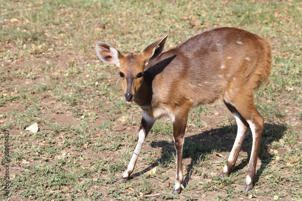 Buschbock / Bushbuck / Tregelaphus scriptus Buschbock / Bushbuck / Tregelaphus scriptus