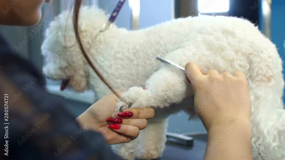 Close-up of a female veterinarian combing a white fluffy dog in a veterinary clinic before shearing. Groomer combs dog Bichon Frise in the Barber shop for dogs. Close-up of a female veterinarian combing a white fluffy dog in a veterinary clinic before shearing. Groomer combs dog Bichon Frise in the Barber shop for dogs.