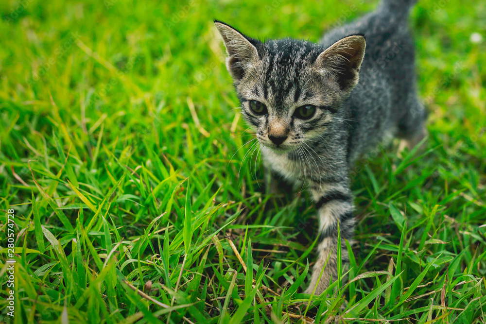 Cute little kittens are playing on the grass in front of the house.