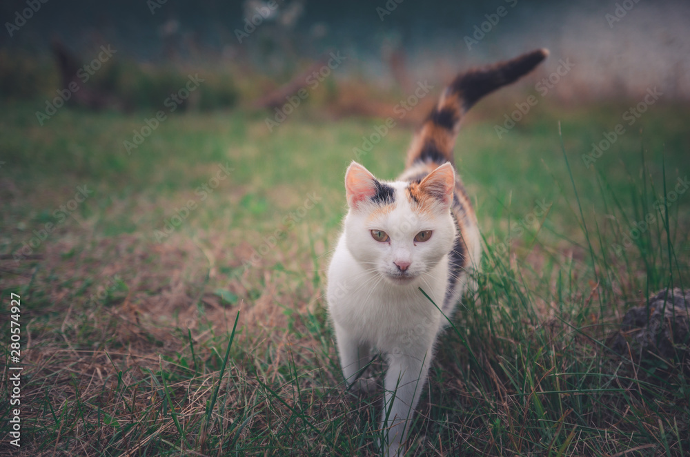 Cute white cat with brown spots walking outside looking at the camera