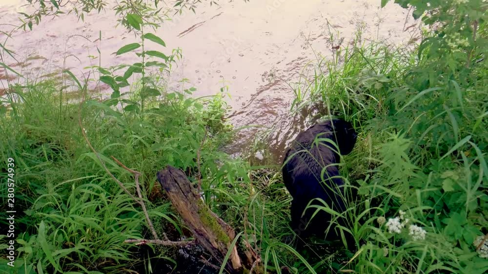 large dog of black color stands in the high grass, on the bank of the river. summer. Labrador. large dog of black color stands in the high grass, on the bank of the river. summer. Labrador.