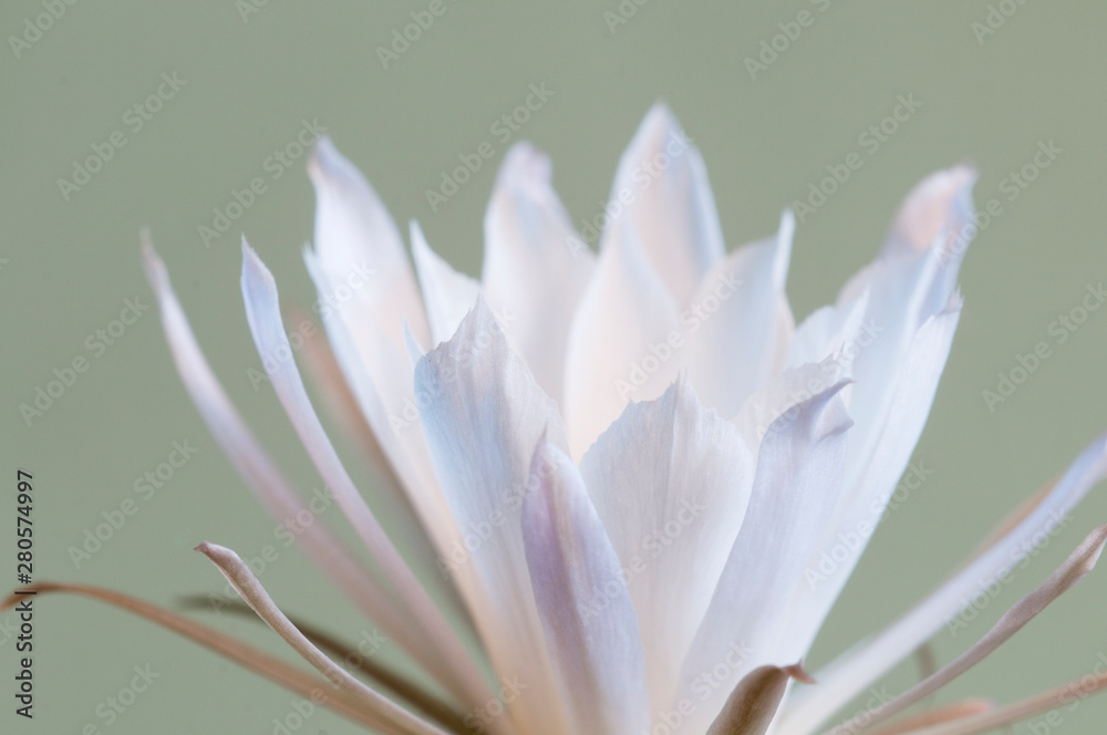 Fototapeta premium Flowering cactus Echinopsis sp