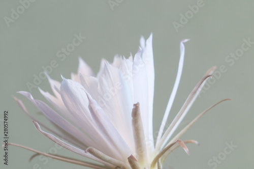 Flowering cactus Echinopsis sp