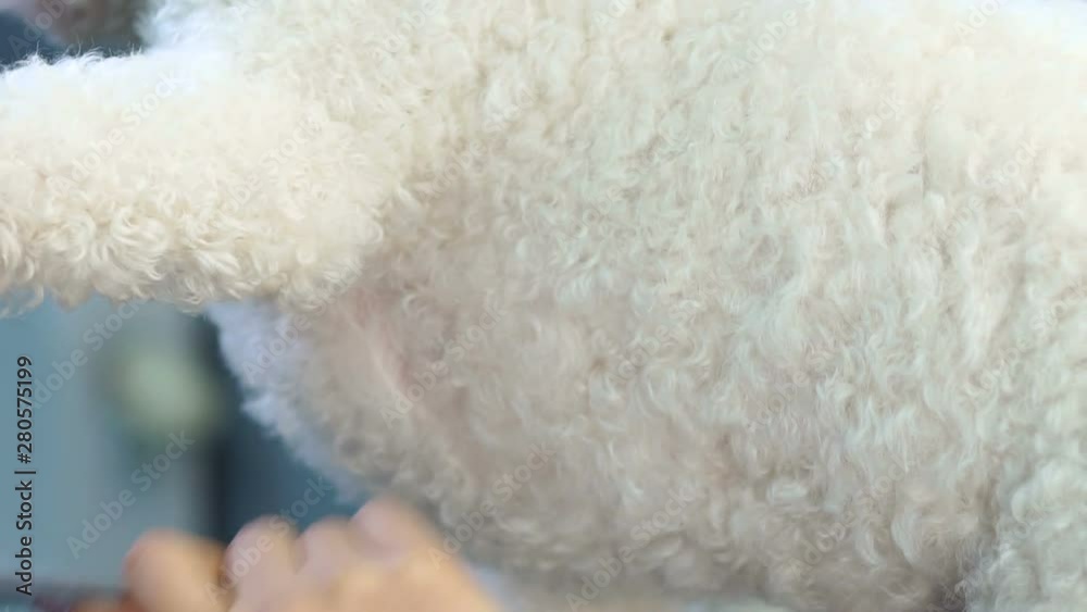 Close-up of a female veterinarian combing a white fluffy dog in a veterinary clinic before shearing. Groomer combs dog Bichon Frise in the Barber shop for dogs. Close-up of a female veterinarian combing a white fluffy dog in a veterinary clinic before shearing. Groomer combs dog Bichon Frise in the Barber shop for dogs.