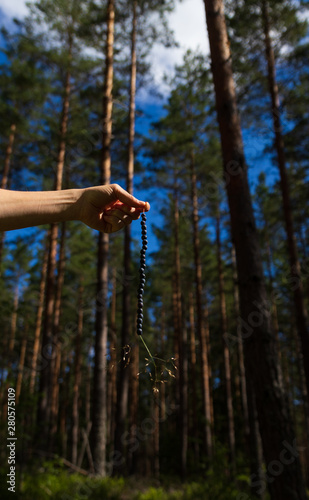 Hand holding a straw filled with freshly picked blueberries in a forest in Sweden. 