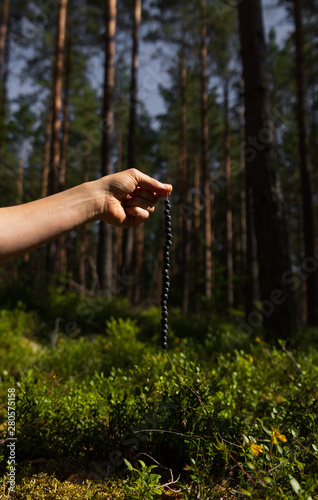 Hand holding a straw filled with freshly picked blueberries in a forest in Sweden. 