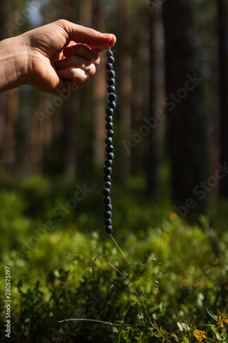 Hand holding a straw filled with freshly picked blueberries in a forest in Sweden. 