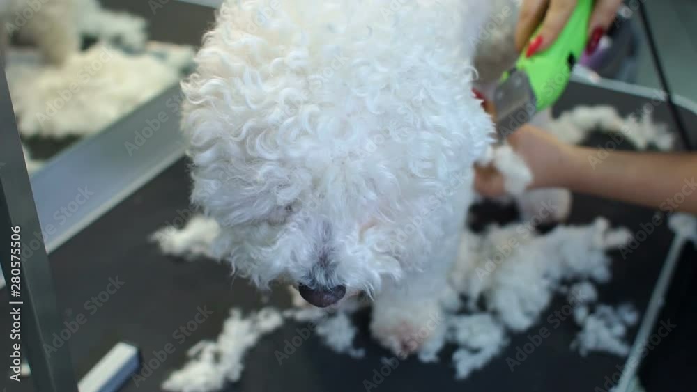 Close-up of a woman trimming a small a dog Bichon Frise with an electric hair clipper. Cutting hair in the dog hairdresser a Bichon Frise. Hairdresser for animals. Close-up of a woman trimming a small a dog Bichon Frise with an electric hair clipper. Cutting hair in the dog hairdresser a Bichon Frise. Hairdresser for animals.