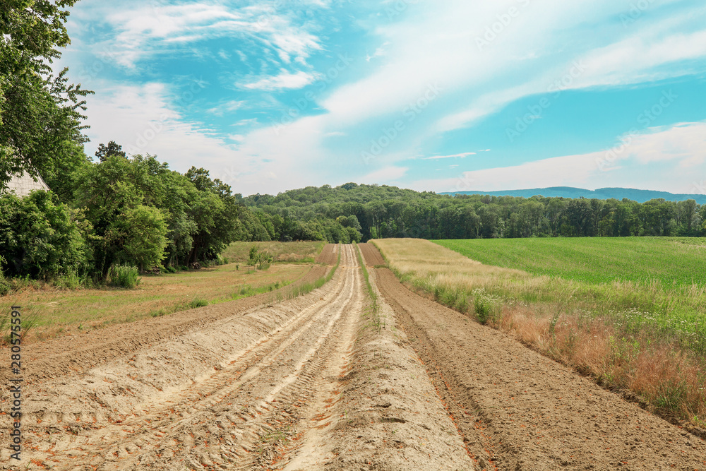 Naklejka premium Dirt road in green fields to forest by blue sky