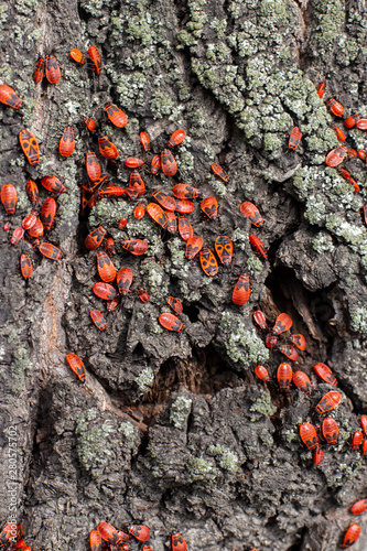 Soldier Bug firebug, a large colony of Pyrrhocoris apterus on a linden tree trunk.