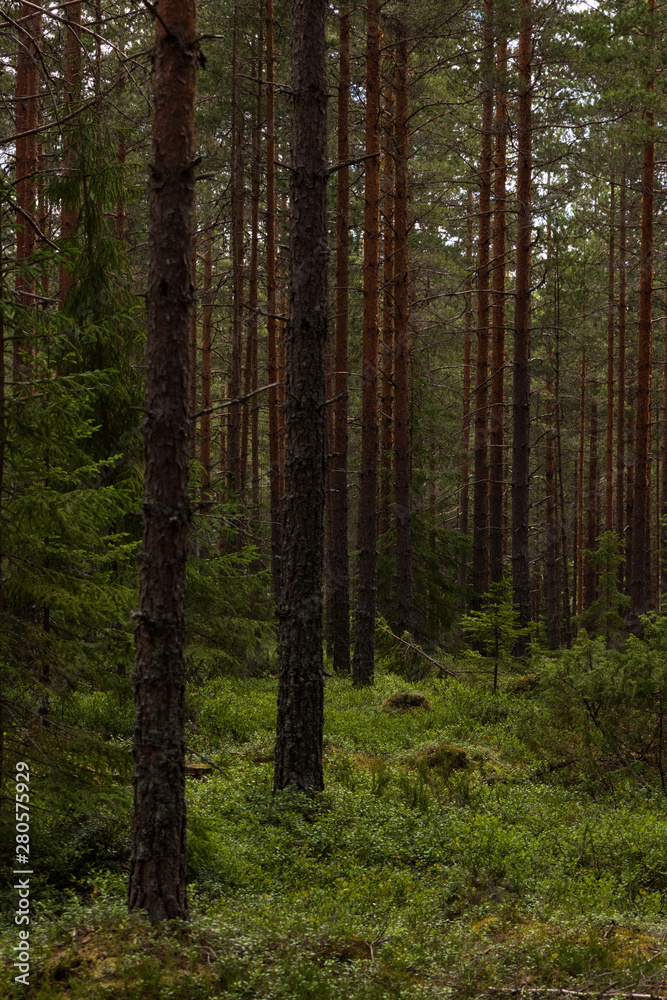 Pine trees and view of a forest in Sweden while hiking the Gästrikeleden path in the middle of Sweden. Pine trees and view of a forest in Sweden while hiking the Gästrikeleden path in the middle of Sweden.