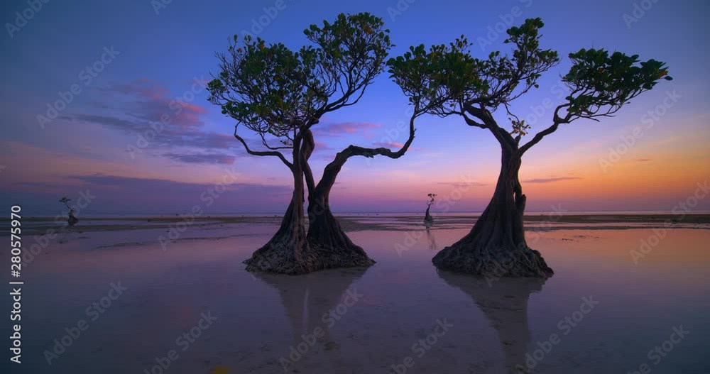 custom made wallpaper toronto digitalBeautiful dancing trees in Walakiri beach at sunrise clip 4K, Sumba, Indonesia