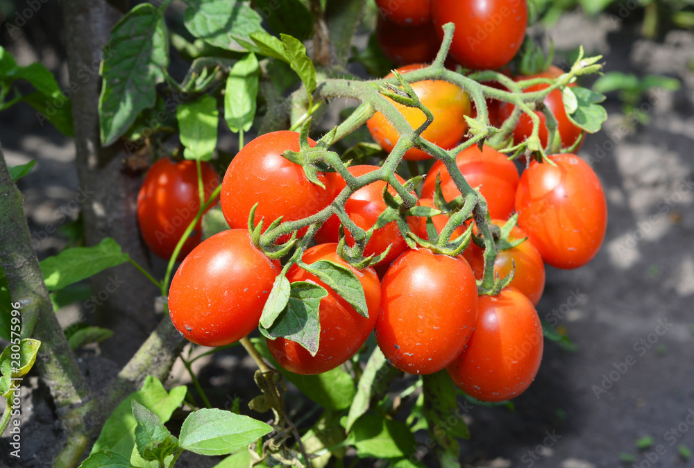 Red ripe tomatoes in the garden