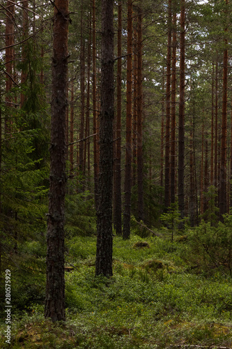 Pine trees and view of a forest in Sweden while hiking the G  strikeleden path in the middle of Sweden. 