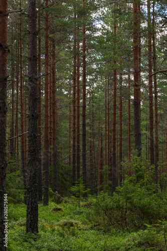 Fototapeta Naklejka Na Ścianę i Meble -  Pinetrees in a Swedish forest durin summer. Perfect place to hike alone and feel the power of nature. 